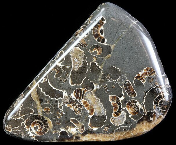 Polished Ammonite Fossil Slab - Marston Magna Marble #63840